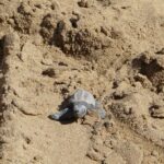 Nidi di tartaruga marina e Direttiva Bolkestein: l’Europa apre alla tutela delle spiagge nei siti Natura 2000